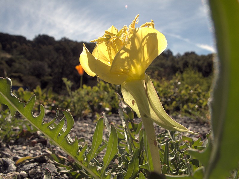 Murdock's Evening Primrose