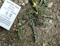Oenothera nana