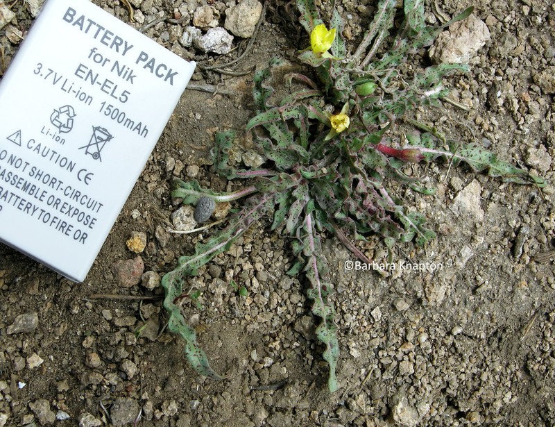 Oenothera nana