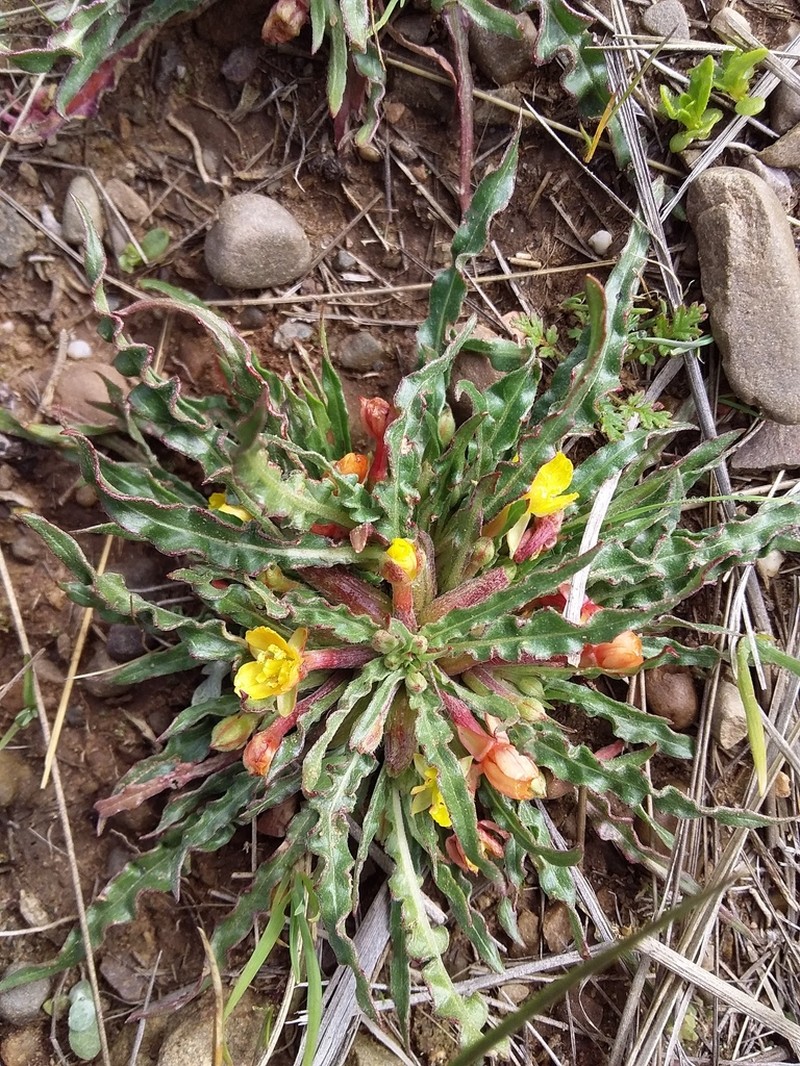 Oenothera nana photo 2