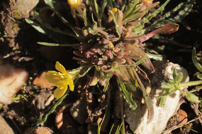 Oenothera nana photo 3