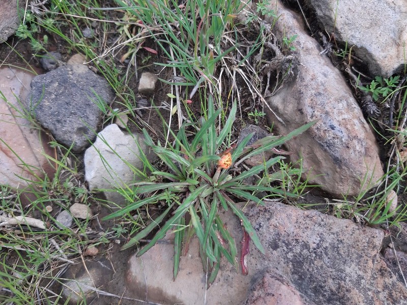 Oenothera nana photo 4