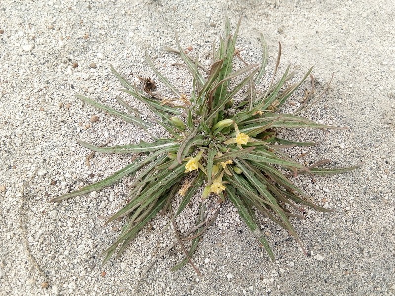 Oenothera nana photo 5