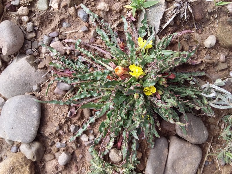 Oenothera nana photo 6