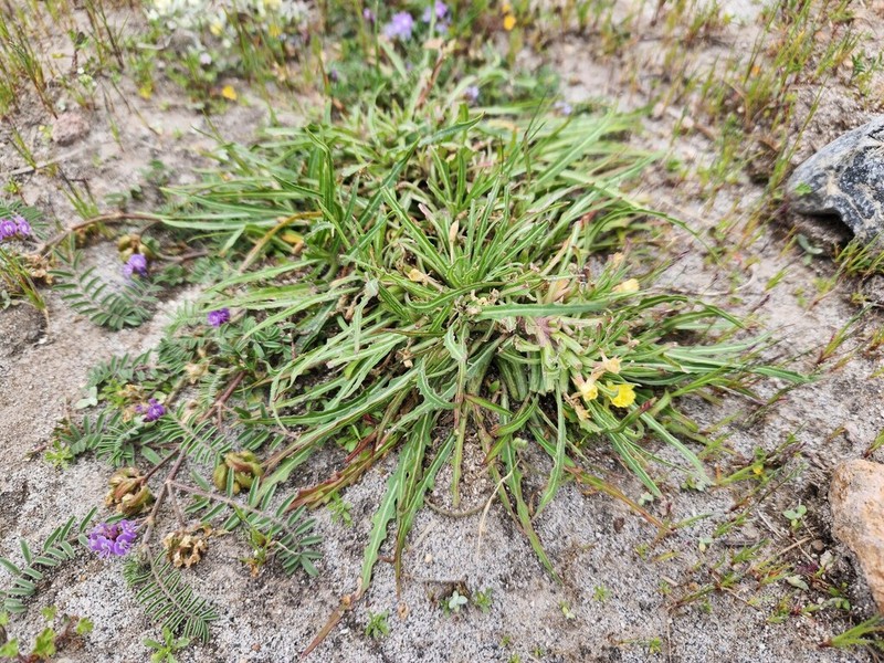 Oenothera nana photo 7
