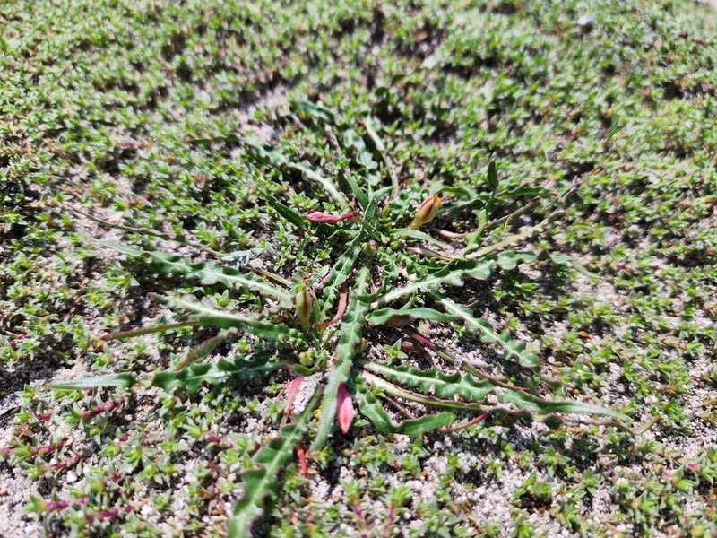 Oenothera nana photo 8