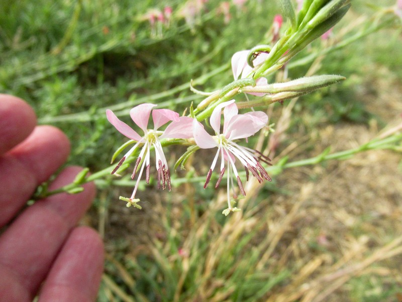 Oenothera nealleyi