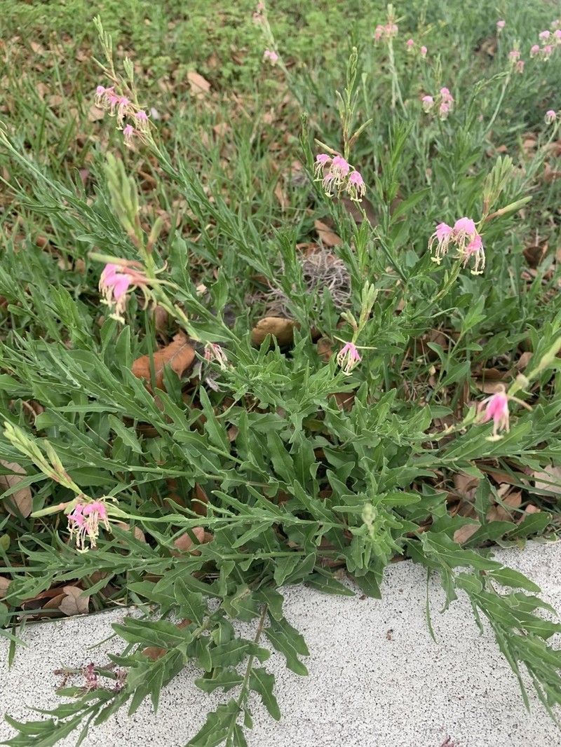 Oenothera nealleyi photo 2