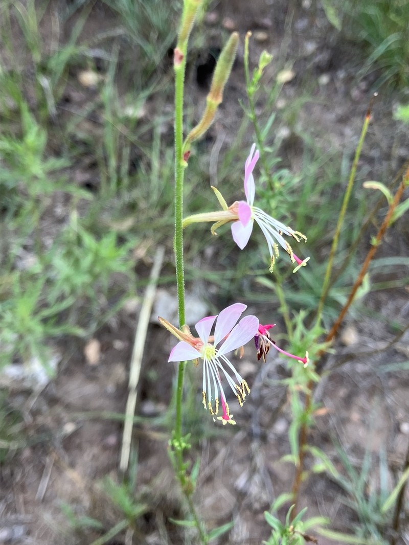 Oenothera nealleyi photo 3