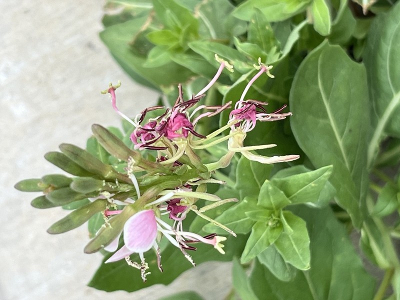 Oenothera nealleyi photo 4