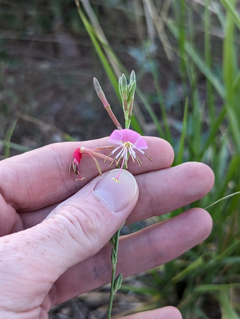 Oenothera nealleyi photo 5