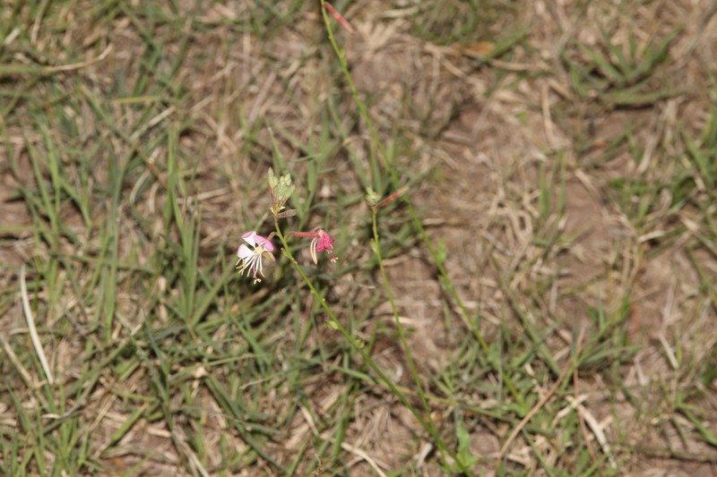 Oenothera nealleyi photo 6
