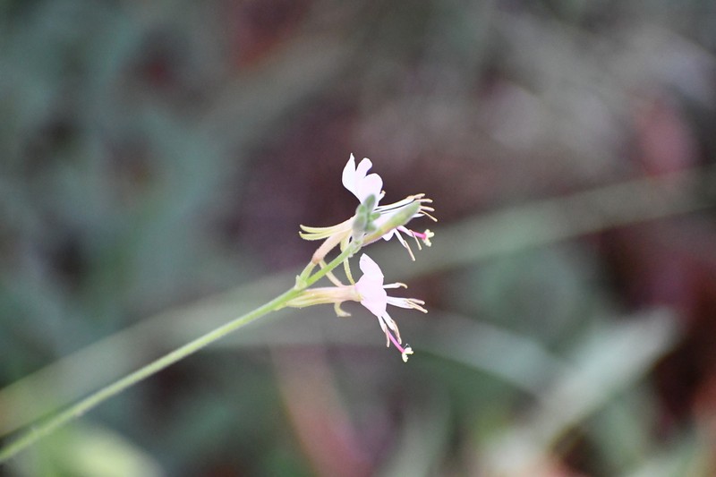 Oenothera nealleyi photo 8