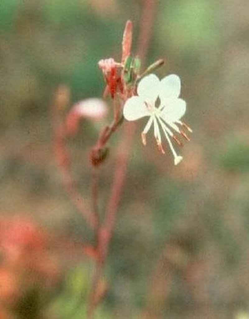 New Mexico Evening Primrose