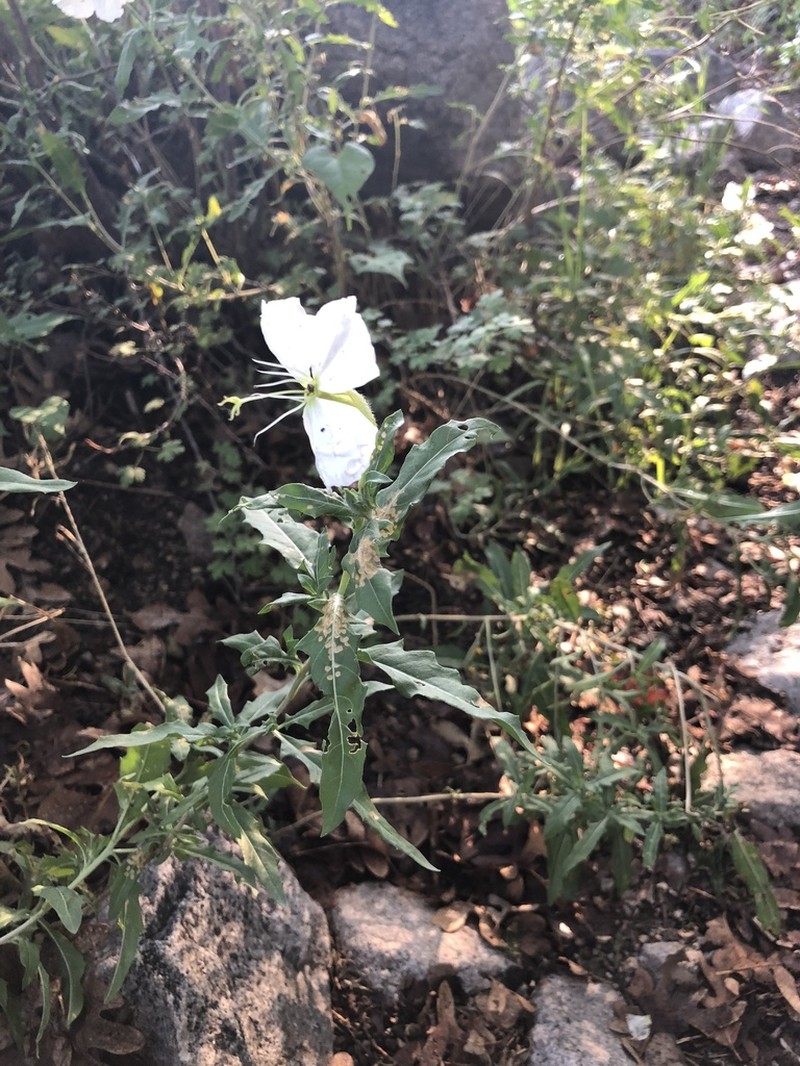 New Mexico Evening Primrose