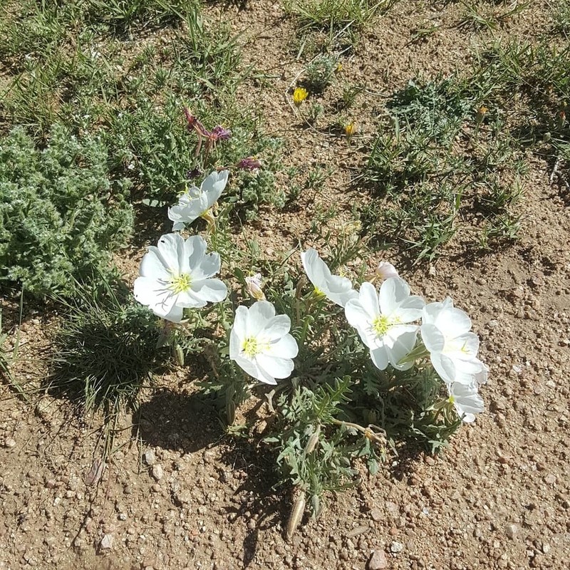 New Mexico Evening Primrose photo 2