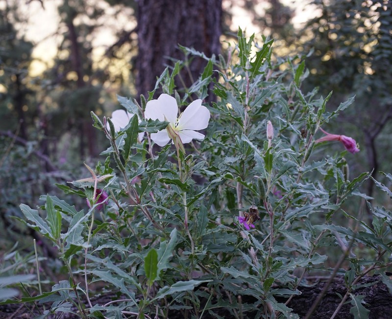 New Mexico Evening Primrose photo 3