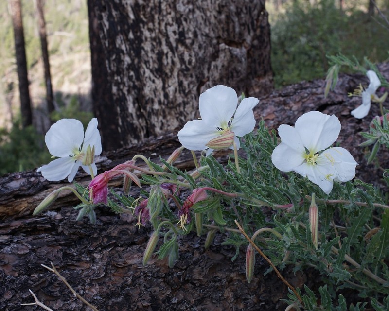 New Mexico Evening Primrose photo 4
