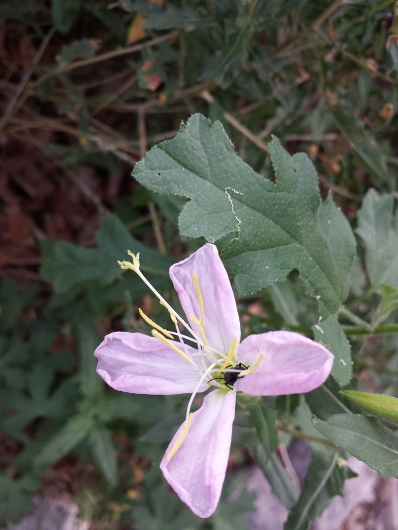 New Mexico Evening Primrose photo 5