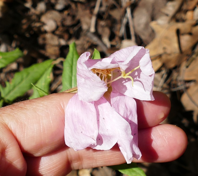 New Mexico Evening Primrose photo 6