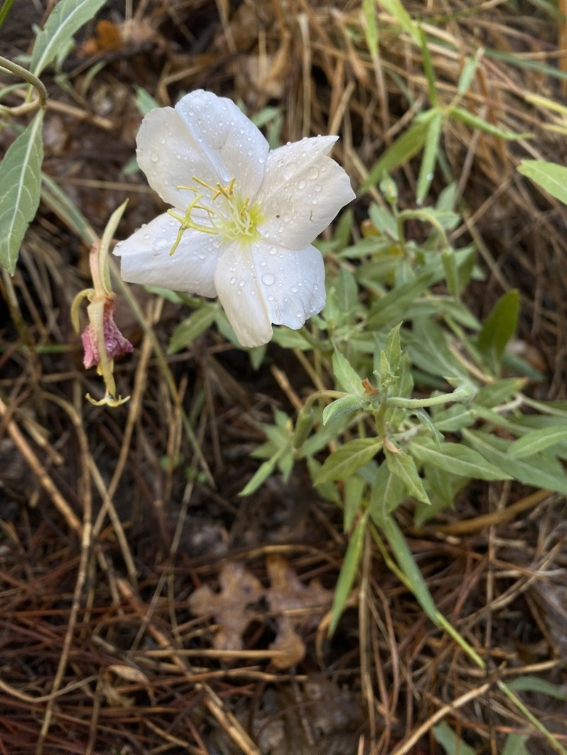 New Mexico Evening Primrose photo 7