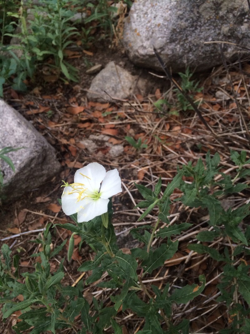 New Mexico Evening Primrose photo 8