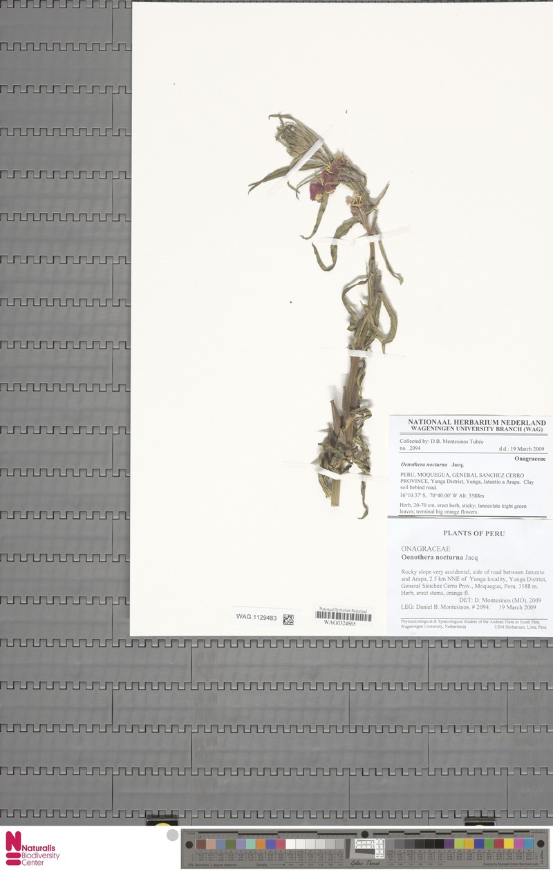 Oenothera nocturna
