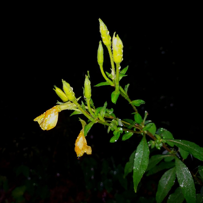 Nodding Evening Primrose photo 3