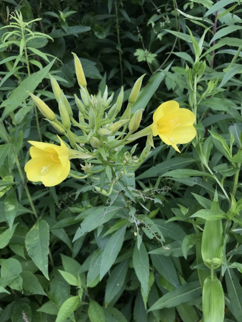 Nodding Evening Primrose