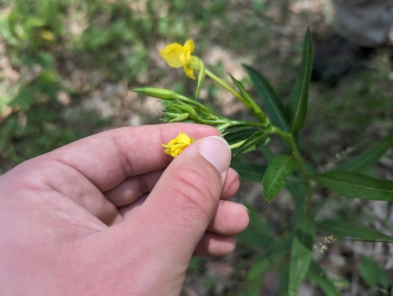 Nodding Evening Primrose photo 4