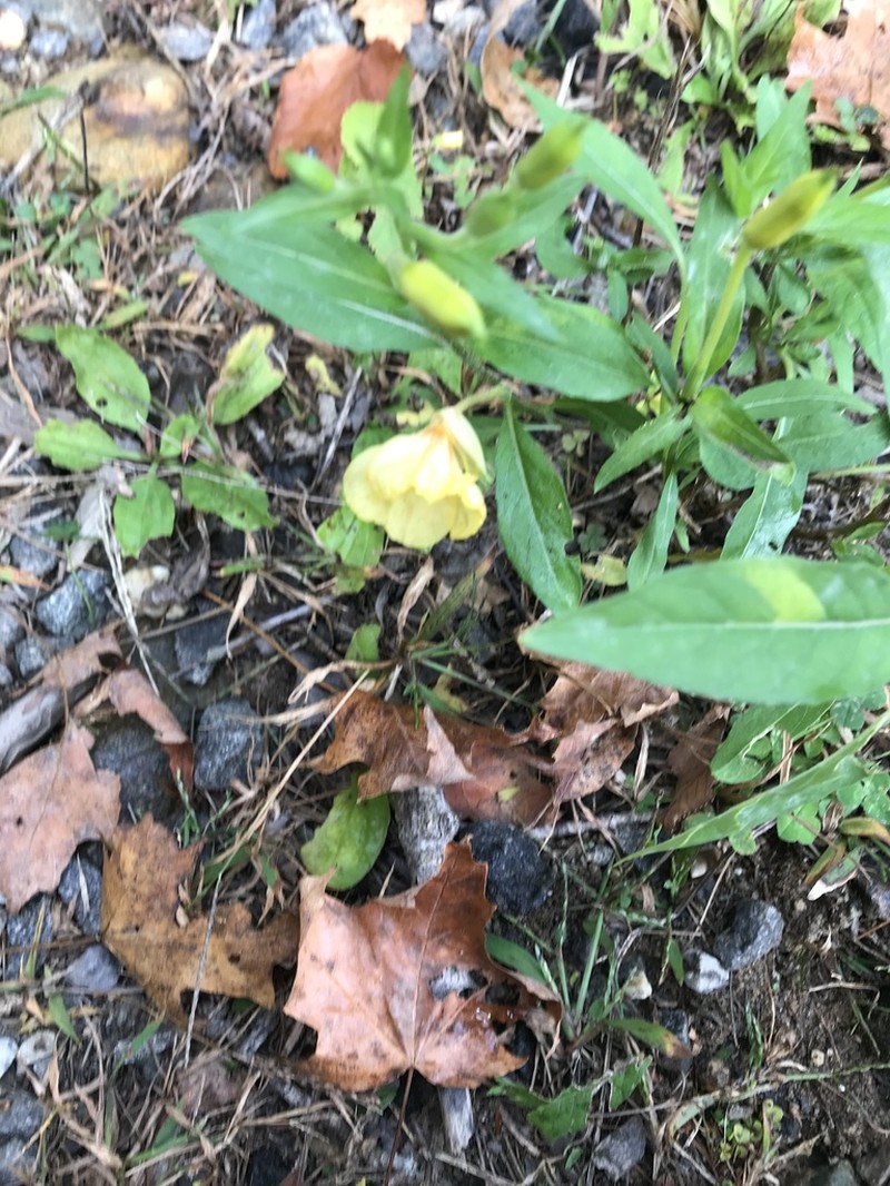 Nodding Evening Primrose photo 5