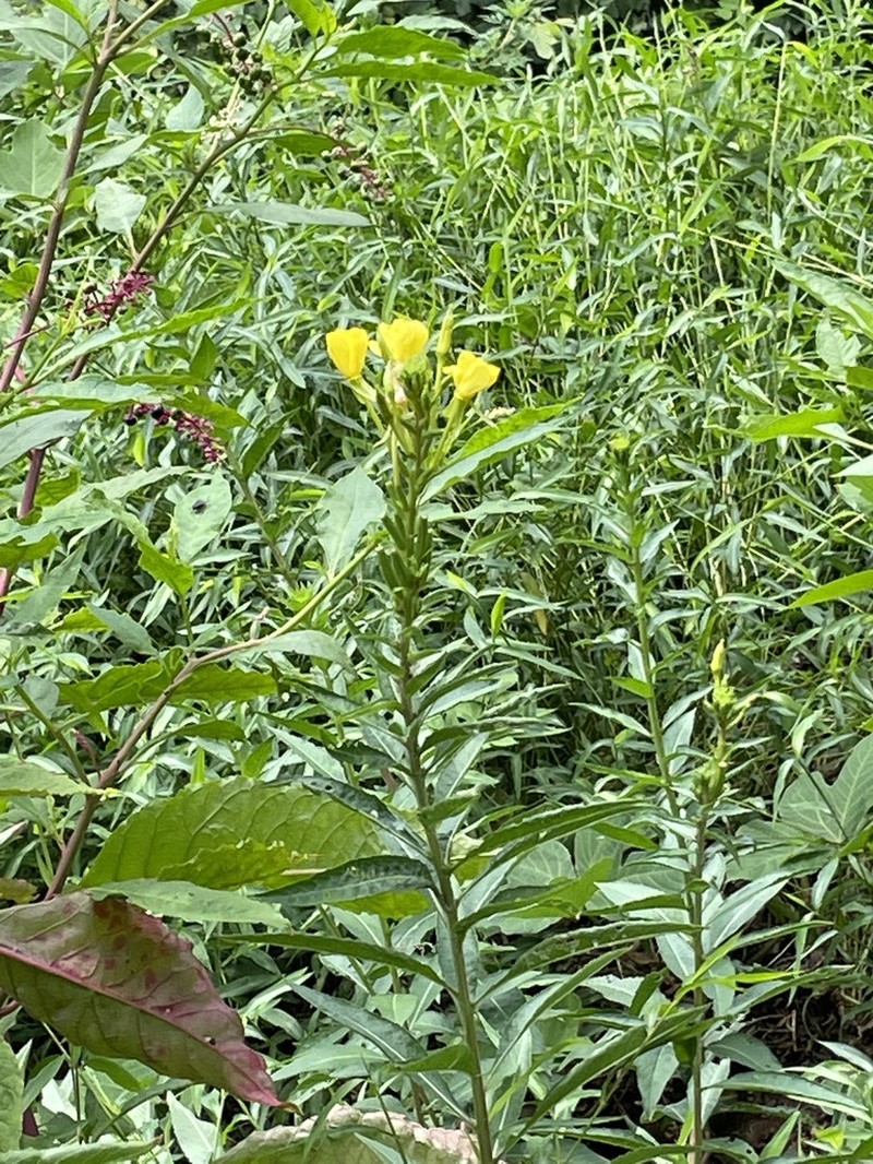 Nodding Evening Primrose photo 6