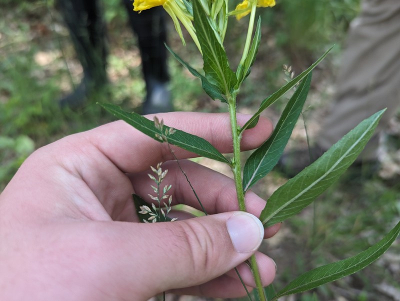 Nodding Evening Primrose photo 7