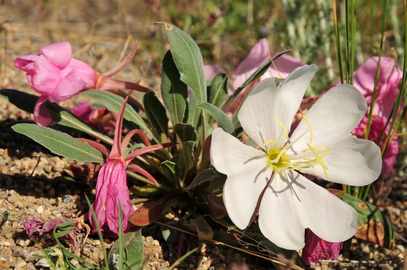 Nuttall's Evening Primrose photo 5