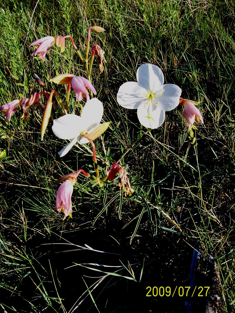 Nuttall's Evening Primrose
