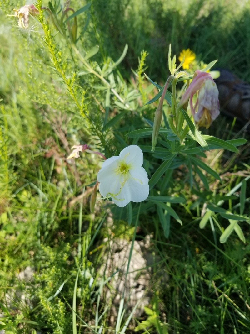 Nuttall's Evening Primrose photo 3