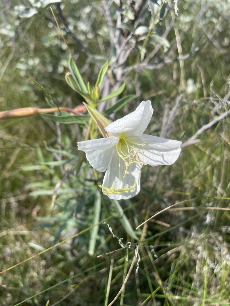 Nuttall's Evening Primrose photo 4