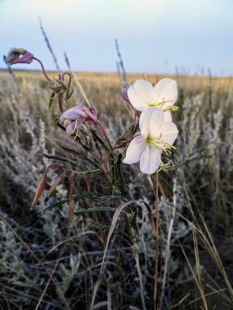 Nuttall's Evening Primrose photo 5