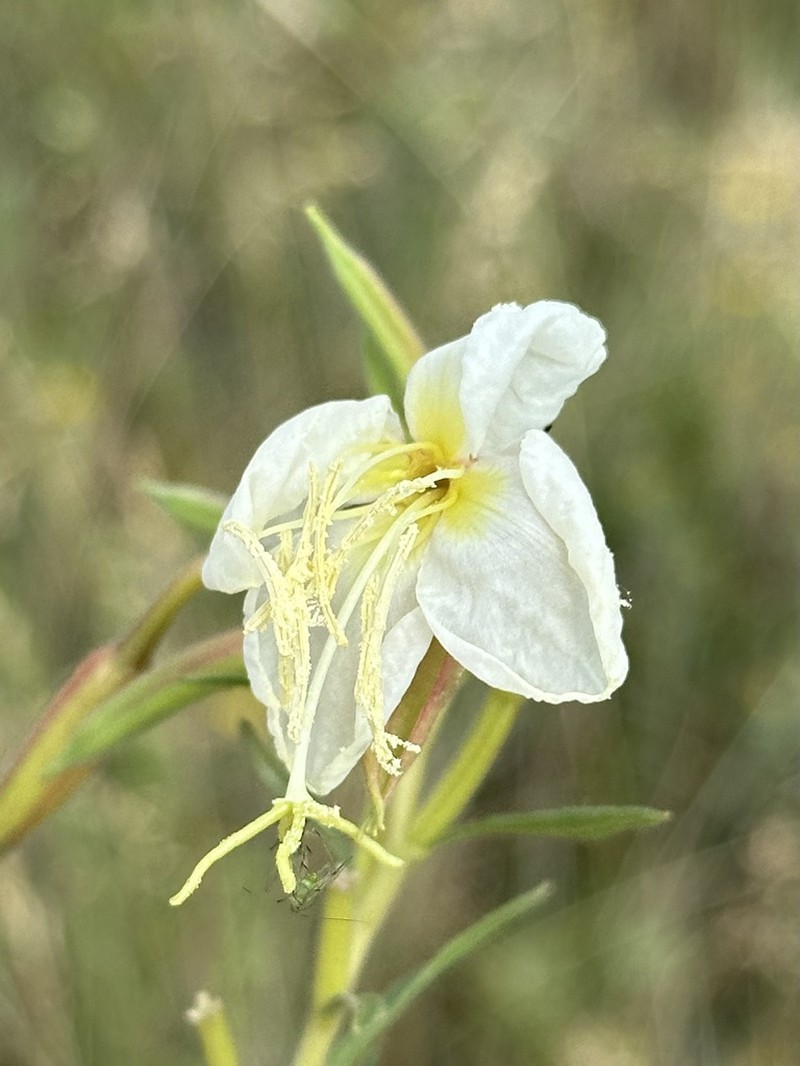 Nuttall's Evening Primrose photo 6