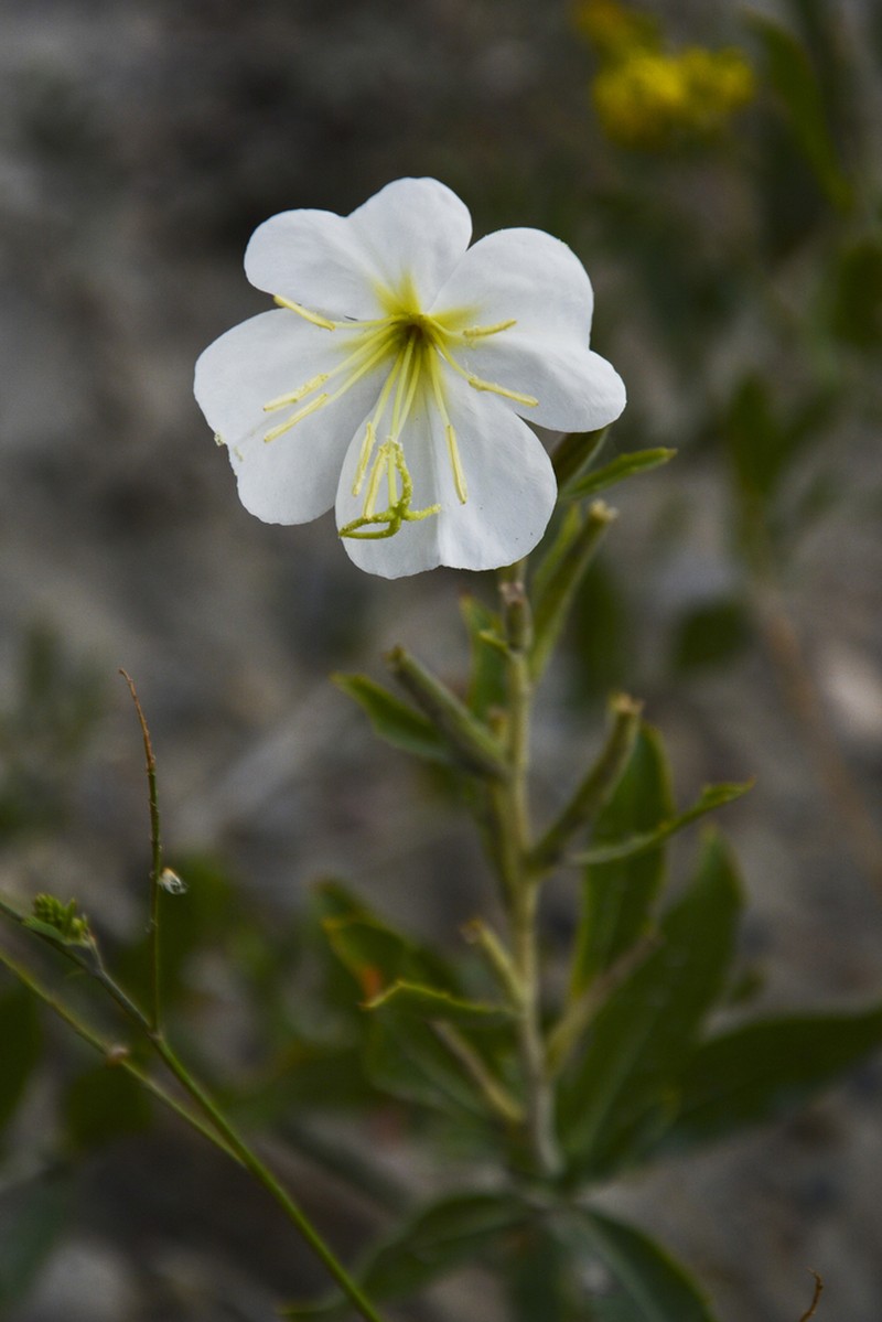Nuttall's Evening Primrose photo 7