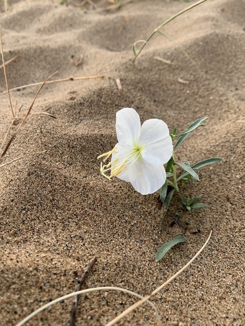 Nuttall's Evening Primrose photo 8