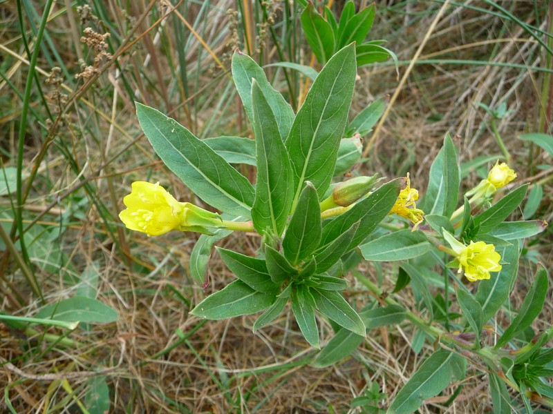 Oakes' Evening Primrose photo 4