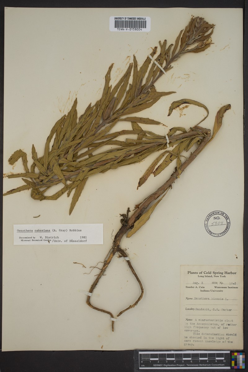 Oakes' Evening Primrose