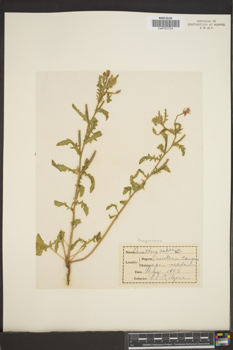 Oakes' Evening Primrose photo 2