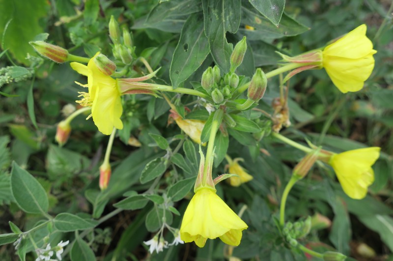 Oakes' Evening Primrose photo 3