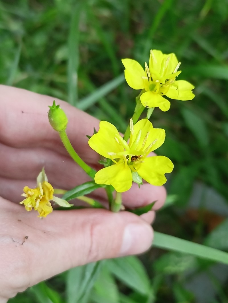 Oakes' Evening Primrose