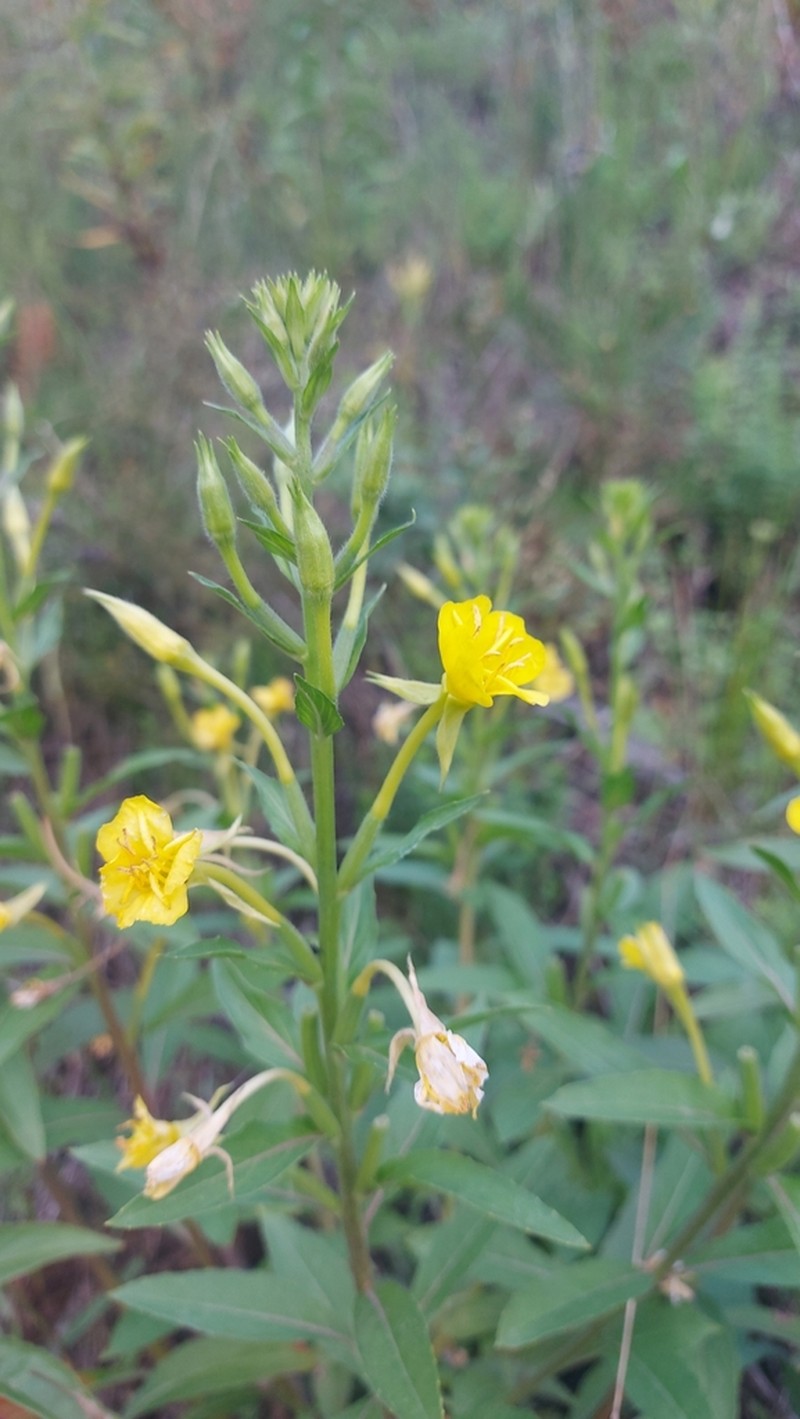 Oakes' Evening Primrose photo 2
