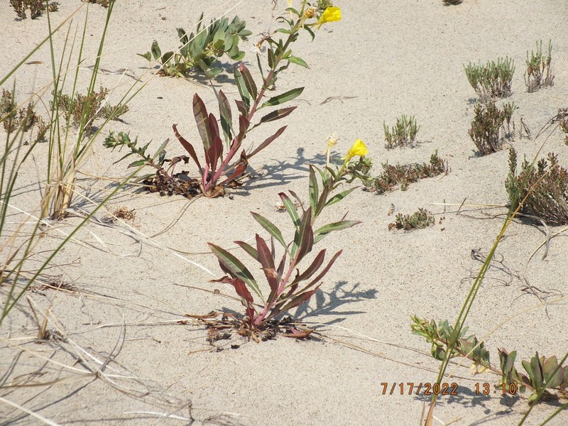 Oakes' Evening Primrose photo 3