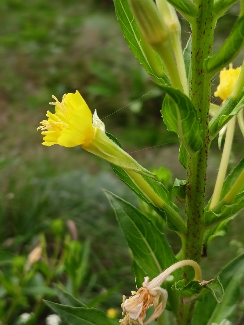 Oakes' Evening Primrose photo 4