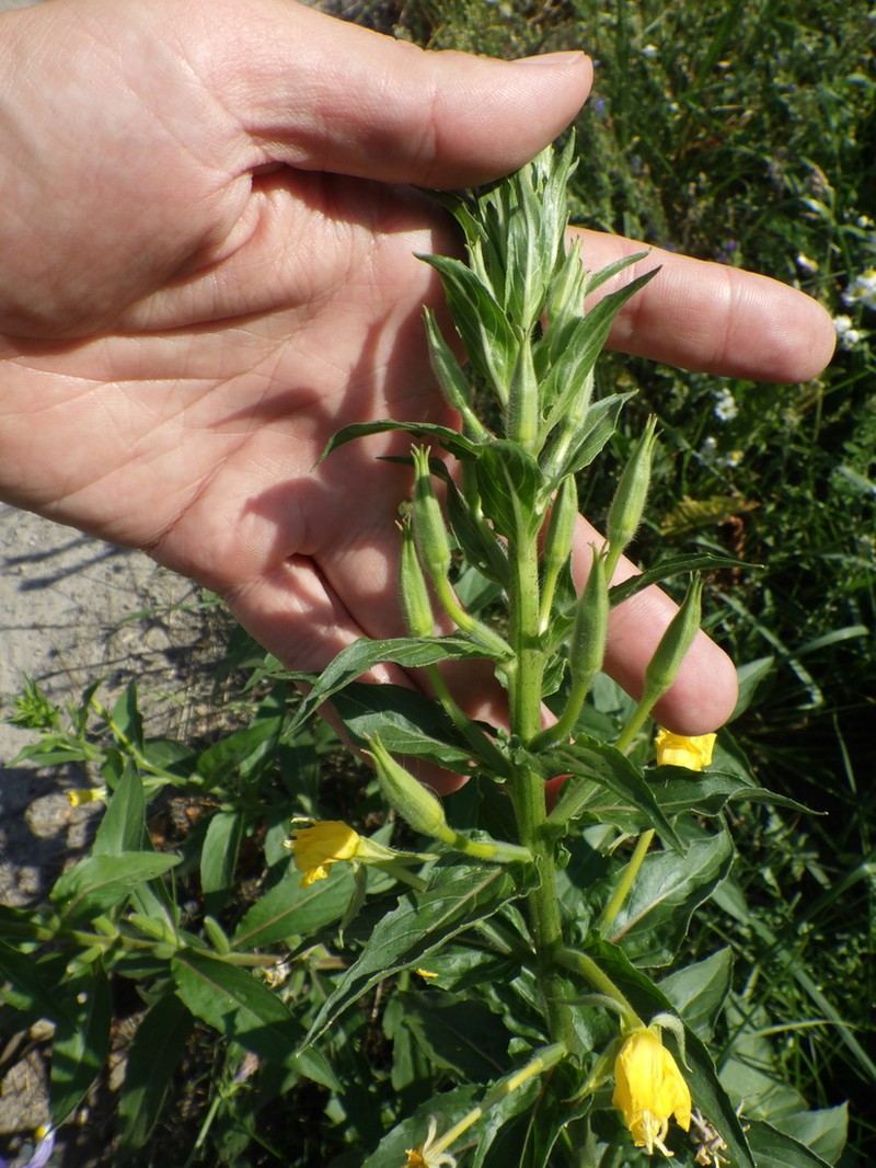 Oakes' Evening Primrose photo 5